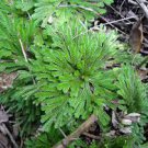 2 Seeds Rose of Jericho Dinosaur Fern Miracle Plant Fresh Seeds