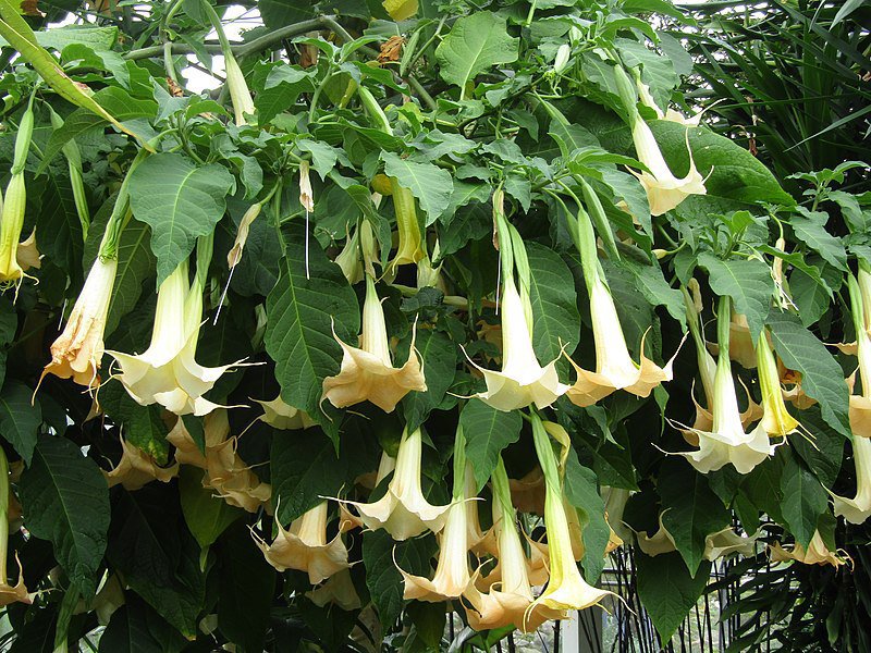 200 Seeds Brugmansia Datura Mixed Flowers for Garden Fresh Seeds