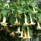 200 Seeds Brugmansia Datura Mixed Flowers for Garden Fresh Seeds