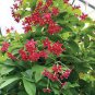 100 Seeds Rare Quisqualis Seeds for Bonsai Fresh Seeds