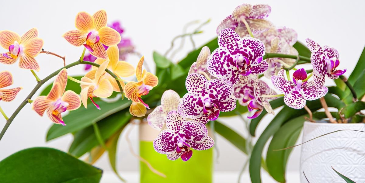 200 Seeds Orchid Flowers for Home Garden Fresh Seeds