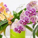 200 Seeds Orchid Flowers for Home Garden Fresh Seeds