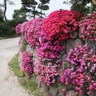 100 Seeds Lampranthus spectabilis Flower for Garden Fresh Seeds