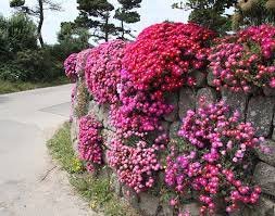 100 Seeds Lampranthus spectabilis Flower for Garden Fresh Seeds