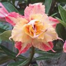 4 Seeds Middle Colorful Grafting Adenium Desert Rose Fresh Seeds