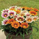 60 Seeds Gazania Mixed Treasure Flower Varieties Fresh Seeds