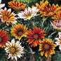 60 Seeds Gazania Mixed Treasure Flower Varieties Fresh Seeds