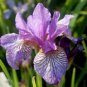 40 Seeds Big Blooming Marginal Bog Water Plant Purple Iris Fresh Seeds