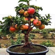 20 Seeds Heirloom Indoor Bonsai Red Apple Tree Seeds Fresh Seeds