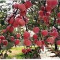 20 Seeds Heirloom Indoor Bonsai Red Apple Tree Seeds Fresh Seeds