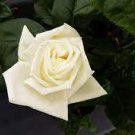 100 Seeds Yunnan White Rose Flower Seeds Fresh Seeds