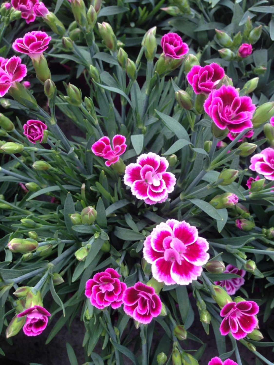 200 Seeds Dianthus Mixed Pink Perennial Flowers Fresh Seeds