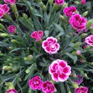 200 Seeds Dianthus Mixed Pink Perennial Flowers Fresh Seeds