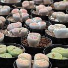 20 Seeds Mixed Lithops pseudotruncatella Varieties Fresh Seeds