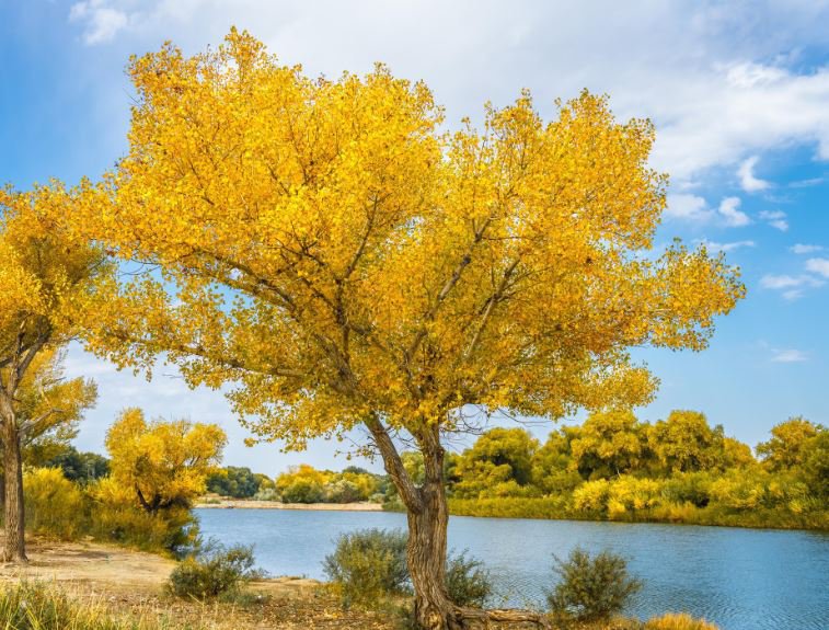 100 Seeds Populus Euphratica Tree for Garden Fresh Seeds