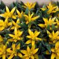 40 Seeds Pineapple Seeds Yellow Ornamental Bromeliad Fresh Seeds