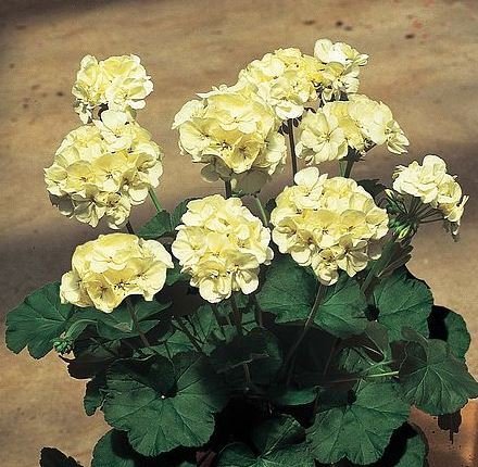 20 Seeds Geranium White Double Petals Green Centre Bonsai Fresh Seeds