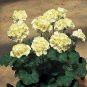 20 Seeds Geranium White Double Petals Green Centre Bonsai Fresh Seeds