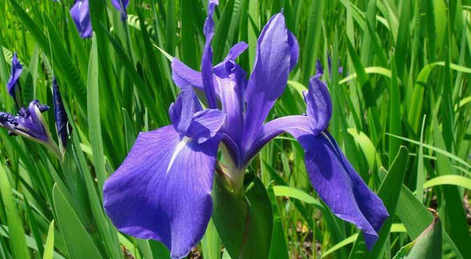 200 Seeds Iris Laevigata Water Iris Aqua Flower Seeds Fresh Seeds