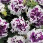 400 Seeds White Purple Petunia Flowers for Garden Fresh Seeds