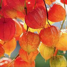 240 Seeds Rare Physalis Alkekengi Red Chinese Lantern Bladder Cherry Fresh Seeds