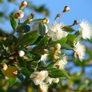 100 Seeds Myrtus Communis for Garden or Bonsai Fresh Seeds