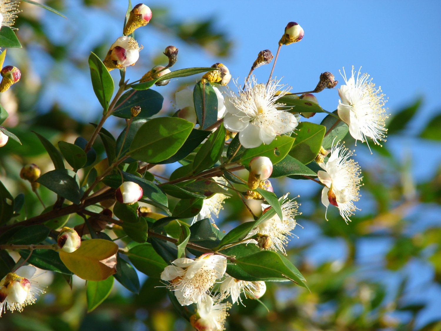200 Seeds Myrtus Communis for Home Garden or Bonsai Fresh Seeds