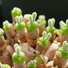 200 Seeds Monilaria Moniliformem Bonsai for Home Garden Fresh Seeds