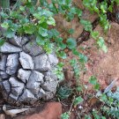 4 Seeds Dioscorea Elephantipes Imported Elephant's Foot Yam Fresh Seeds