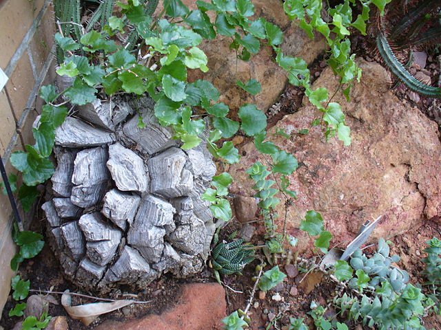 10 Seeds Dioscorea Elephantipes Elephant's Foot Yam for Planting Fresh Seeds
