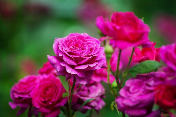 100 Seeds Rose Shrub Flower for Garden or Landscape Fresh Seeds