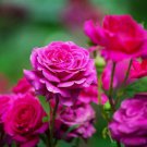 100 Seeds Rose Shrub Flower for Garden or Landscape Fresh Seeds