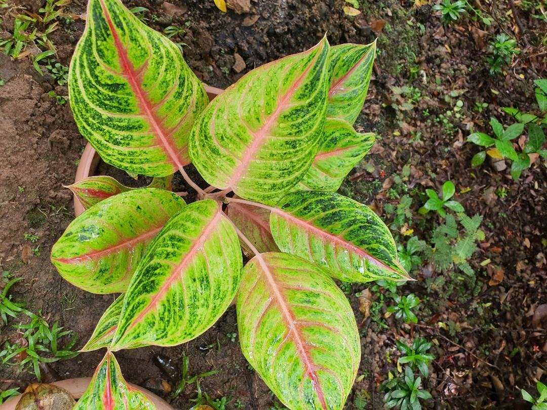 200 Seeds Rare Aglaonema for Indoor Gardening Fresh Seeds