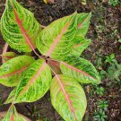 200 Seeds Rare Aglaonema for Indoor Gardening Fresh Seeds