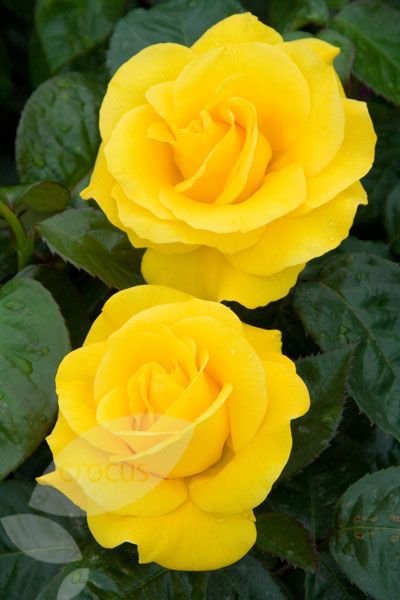 100 Seeds Double Yellow Rose Flower for Garden Fresh Seeds