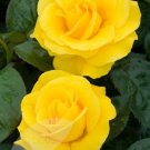 100 Seeds Double Yellow Rose Flower for Garden Fresh Seeds