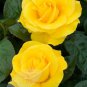 100 Seeds Double Yellow Rose Flower for Garden Fresh Seeds