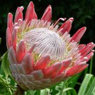 100 Seeds Mixed Fresh Rare Protea Cynaroides Flower Plants Fresh Seeds