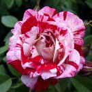 100 Seeds Pink Rose Red Stripe Shrub Flower for Garden Fresh Seeds