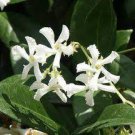 20 Seeds Trachelospermum Jasminoides Flowering Plant for Garden Fresh Seeds