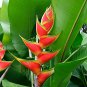 200 Seeds Heliconia Rare Color Succulent Flower Plant Fresh Seeds