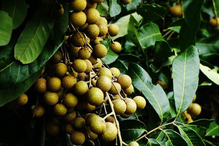 10 Seeds Guanzhou Longan Fruit for Garden or Indoor Growth Fresh Seeds
