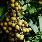 10 Seeds Guanzhou Longan Fruit for Garden or Indoor Growth Fresh Seeds