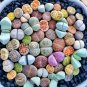 20 Seeds Mixed 10 Types Lithops Succulent Plants for Gardening Fresh Seeds