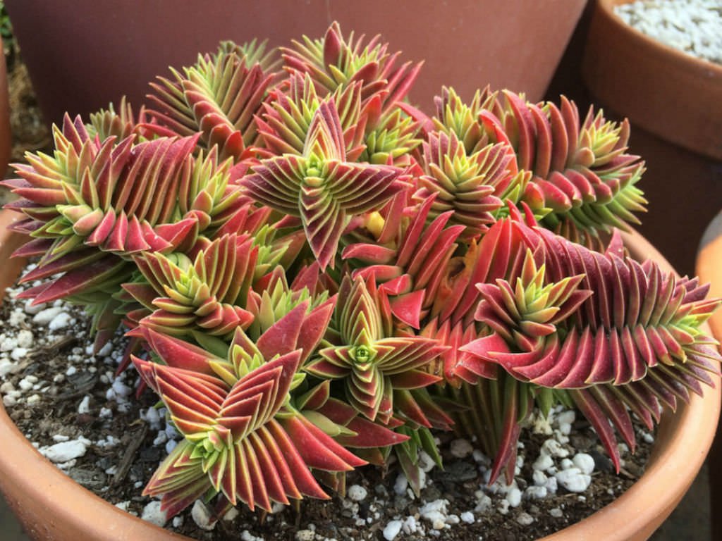 20 Seeds Crassula Capitella Thyrsiflora Red Pagoda Succulent Cactus Fresh Seeds
