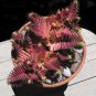 20 Seeds Crassula Capitella Thyrsiflora Red Pagoda Succulent Cactus Fresh Seeds