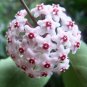 200 Seeds Ball Orchid Flower Bonsai Perennial Garden Plant Fresh Seeds