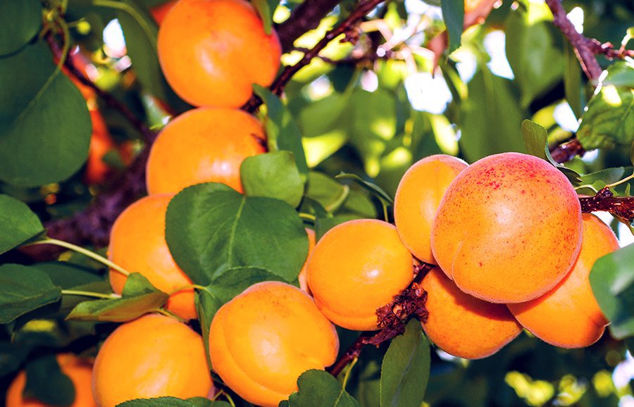 40 Seeds Apricot SelfFertile Sweet Tasty Orange Fruit for Garden Fresh Seeds