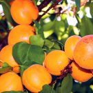 40 Seeds Apricot SelfFertile Sweet Tasty Orange Fruit for Garden Fresh Seeds