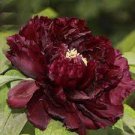 10 Seeds Blackish Coffee Peony Tree Flower for Garden Fresh Seeds